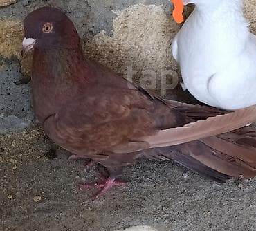 korella quşu: Göy erkək və qırmızı maya göyərçin cütü.goy erkəyin 4 saat uçuşu var — 3