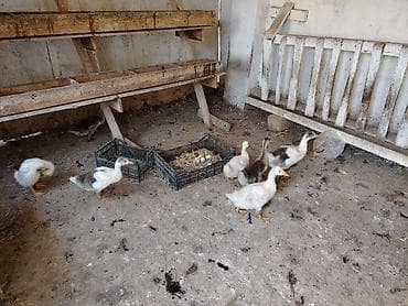 K/t heyvanları və malları: Məhsul: cücələr (qaz balaları) Təsvir: - Şəkillərdə kənd təsərrüfatı — 1