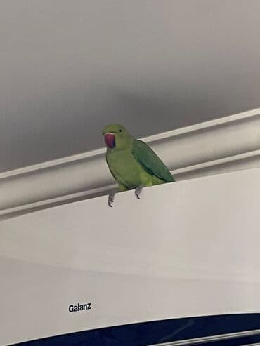 приют для кошек в баку: Ojerelya Arjelya Ajarelya Ojeralya Tutuquşu Yaşıl Pakıstan Tutuquşu — 11