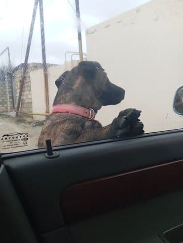 it alqı satqısı: 6 ay, Erkek — 3