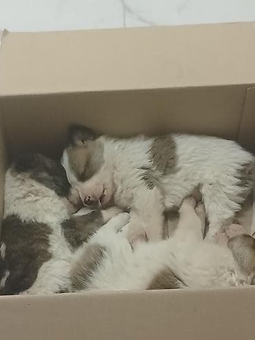 xaski it adlari: Balaca it balaları – xoşxasiyyət, aktiv və çox mehriban Pulsuz verilir — 3