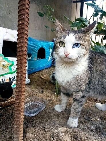 pişik balasi: Dişi, Yaxşı əllərə — 1