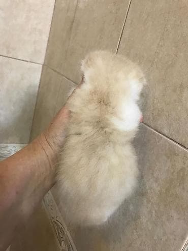 it cinsi: Fars, Yaxşı əllərə — 7