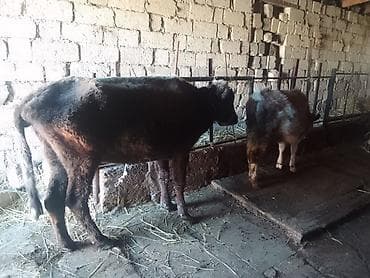 Dişi, il: 2, 100 kq, Damazlıq, Ünvandan götürmə