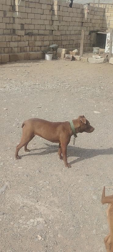 azerbaycan it adlari: Cins: it (tam cins məlumatı göstərilmir) Rəng: tünd qəhvəyi — 6