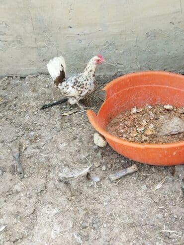 доска объявлений птицы: Bir cut yaponka ovuc boyda unvan ramani — 3