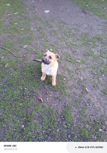 Afçarka 2 ayın balasıdı pulsuz verilir yem çatdırmıram ona görə kim