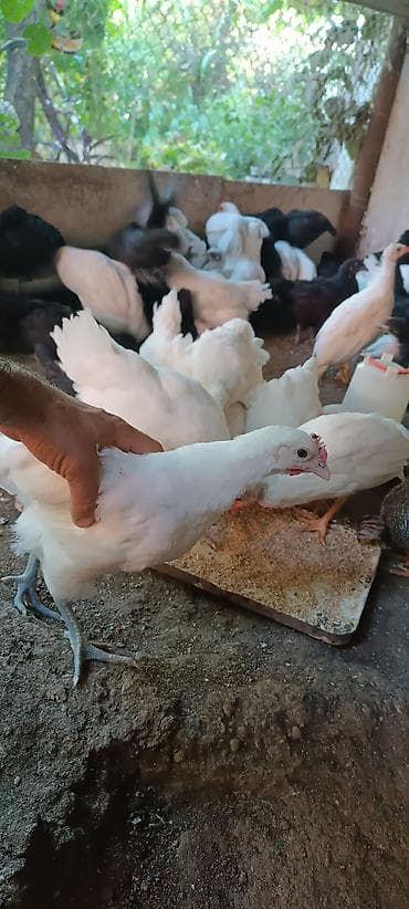 korella quş: Salam təmiz qan avstralop cücələri ağ və gara reňk 2 aý balasıdır.1 — 2