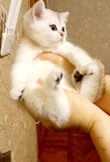 sarı british: Britan, Erkək, Ünvandan götürmə — 4