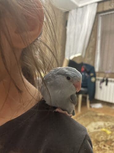 jako tutuquşusunun digər adı: Məhsul: Ev quşu – mavi tonlarda kiçik papuqay (parrotlet/lovebird — 2