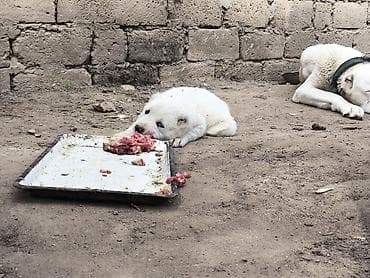 Птицы: Алабай, 1 месяц, Самец, Платная доставка — 7