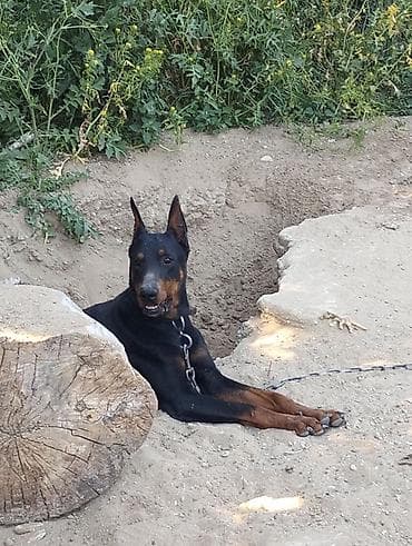 heyvan bazarı: Doberman — 2