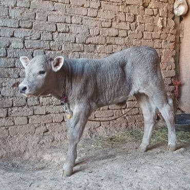 Digər kənd təsərrüfatı heyvanları: Boz rəngli dana – ətlik/südlük istiqamət üçün perspektivli — 2