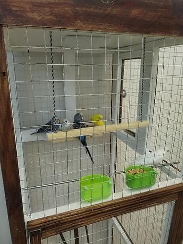bulbul kanareyka: Ev quşları üçün hündür qəfəs — 3