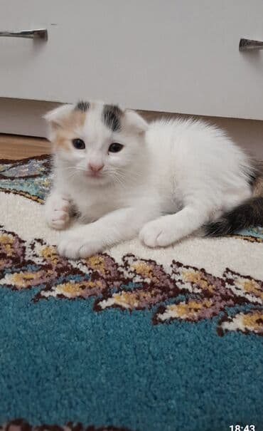 Akvariumlar: Şotland yastı qulaq, Erkək, Dişi, Ünvandan götürmə — 5