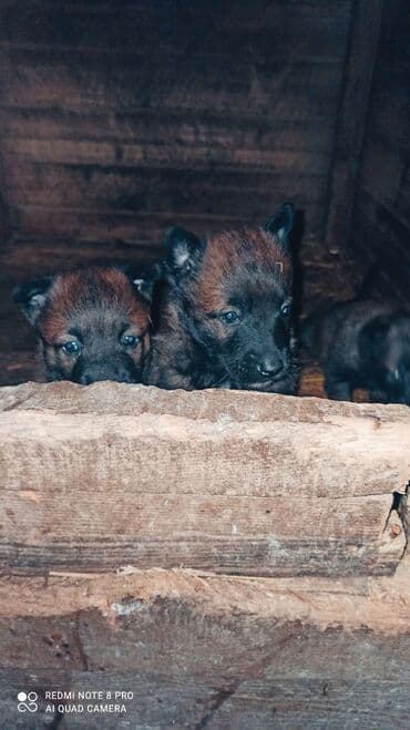 Tecılı Temiz cins Malinoas (Belçika)avcarkasi balaları satılır erkek