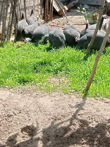 Fireng quşları satılır.tam sağlam akdif yumurtalayan heyvanlardı.bine