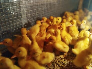 pekin ördək: Ördək cücələri, Ətlik, Pulsuz çatdırılma, Ödənişli çatdırılma, Rayonlara çatdırılma — 3