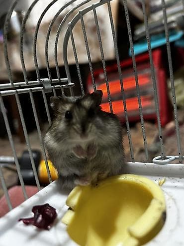 norka heyvan: Dwarf hamster (cücə hamster) – oyuncaq kimi kiçik, mehriban və baxımı — 1