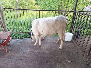 erkəy danalar: Super damazliga yararli dishi duyedi — 1