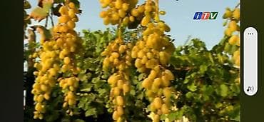 metlaq satisi: 🍇 ÜZÜM AĞACLARININ SATIŞI 🍇 Bağ salmaq istəyənlər üçün hazır və — 1