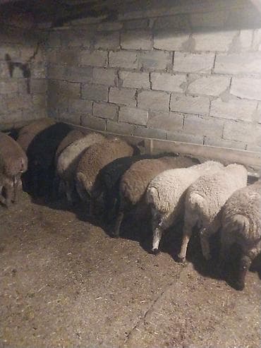 mal yatagi: Qoyun sürüsü satılır – ət və damazlıq üçün əlverişli - Növ: yerli — 5