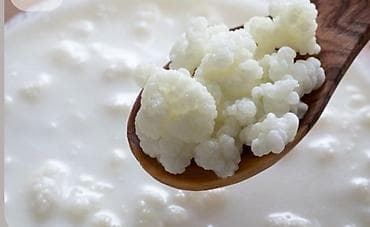 saat sovet: İSTEYEN . VASSAPA VE YA BURAYA YAZSİN .Kefir dənələri – evdə kefir — 1