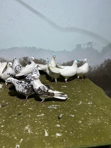 şahin quşunun qiyməti: 5 manatdan 10 manata kimi qiymet deywr — 2