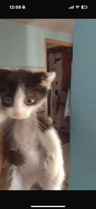 шотландские котята в добрые руки: Самец, Самка — 4