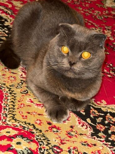 ragdoll pişik: Şotland yastı qulaq, Erkək, Yaxşı əllərə — 4