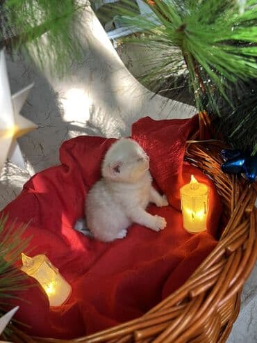 pulsuz it satilir: Britan, Erkək, Dişi — 5