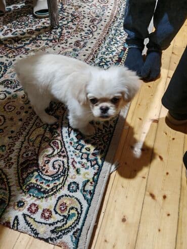 Птицы: Пекинес, 4 месяца, Самец, Самовывоз, Бесплатная доставка — 2