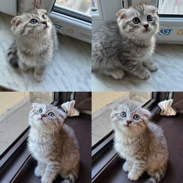 мейн кун купить в баку: Şotland yastı qulaq, Erkək, Dişi, Yaxşı əllərə, Rayonlara çatdırılma — 3