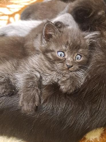 bala pişikler: Yaxşı əllərə — 3