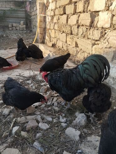 cins ineklerin satisi: Temiz qan avstrolop cuce ve yumurta satisi edilir.Sekilde gorduyunuz — 6