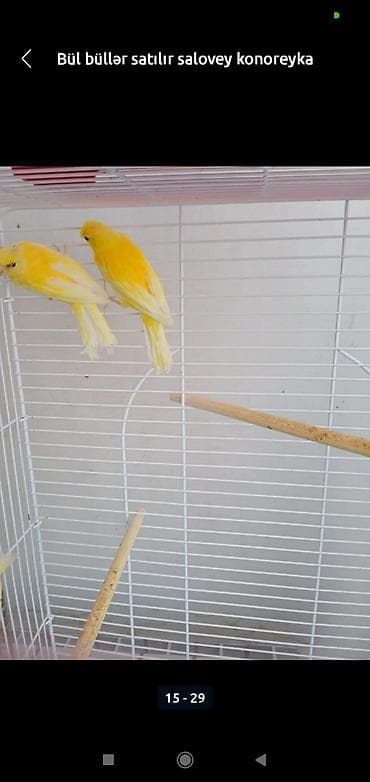 Digər heyvanlar: Bül büllər kanareyka solavey bul bul konareyka super oxuyan erkəy — 5