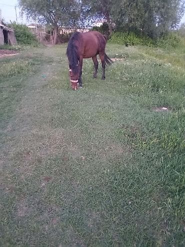 Бараны, овцы: Самец, лет: 5, Самовывоз — 6