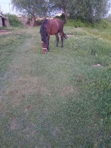 Erkək, il: 4, Ünvandan götürmə