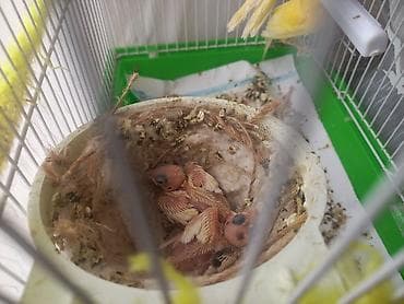 Птицы: Iki bala qefez 170m cütler qefez qarışıq 140m Məhsul təsviri: - Evdə — 6