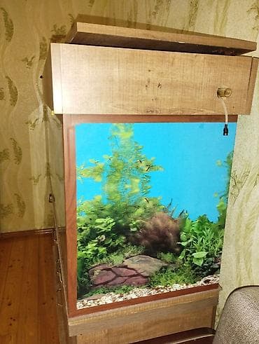 akvarium satışı: Hər kəsə salam i̇ki̇nci̇ əl akvari̇um satiram çox az müddət — 2