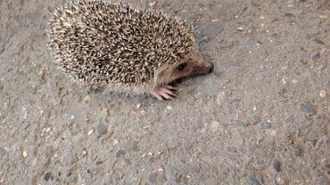 рынок животных в баку: Bakı kirpisi və balaca meşə kirpisi. Afrika cırtdanı kirpisi (pet — 2