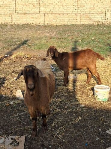 Məhsul: Qəhvəyi rəngli keçilər (cüt) Heleb keçileri dişi bogazdı