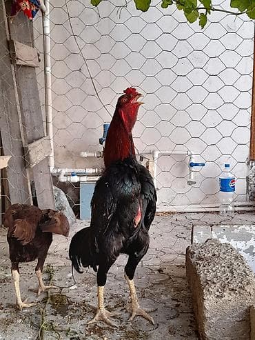 Xoruz, Heyratı, il: 1, Ödənişli çatdırılma