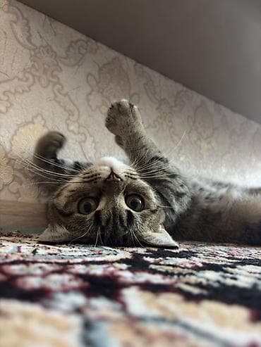Tabbi — 3