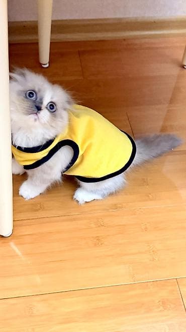 sinsilla pisik: Ev heyvanları üçün sarı rəngli geyim – kiçik ölçü - Model — 5