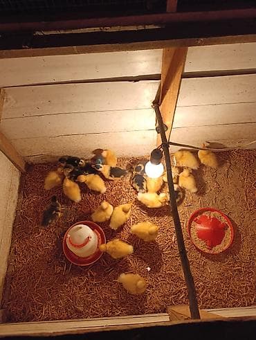 ovcharka balasi satilir: Masallı rayonu.Salam Aləykum. Yerli və quban qarışığı olan ördək — 2