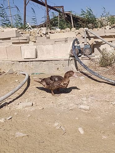 Məhsul: Qaz və ördək sürüsü Təsvir: - Şəkillərdə ağ rəngli qazlardan — 3