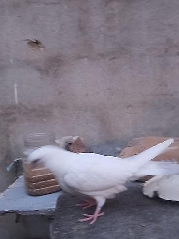 adana göyərçin: Ağ rəngli baxımlı göyərçin - Rəng: tam ağ lələk örtüyü, açıq çəhrayı — 2