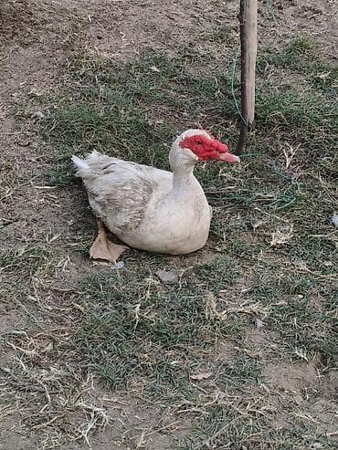 Kənd təsərrüfatı quşları: Erkək, | Lal ördək, Damazlıq, Ünvandan götürmə — 2