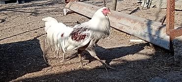 heyvan bazari keci: Ağ-qırmızı ləkəli döyüş tipli xoruz - Rəng: əsasən ağ, kürək və — 2